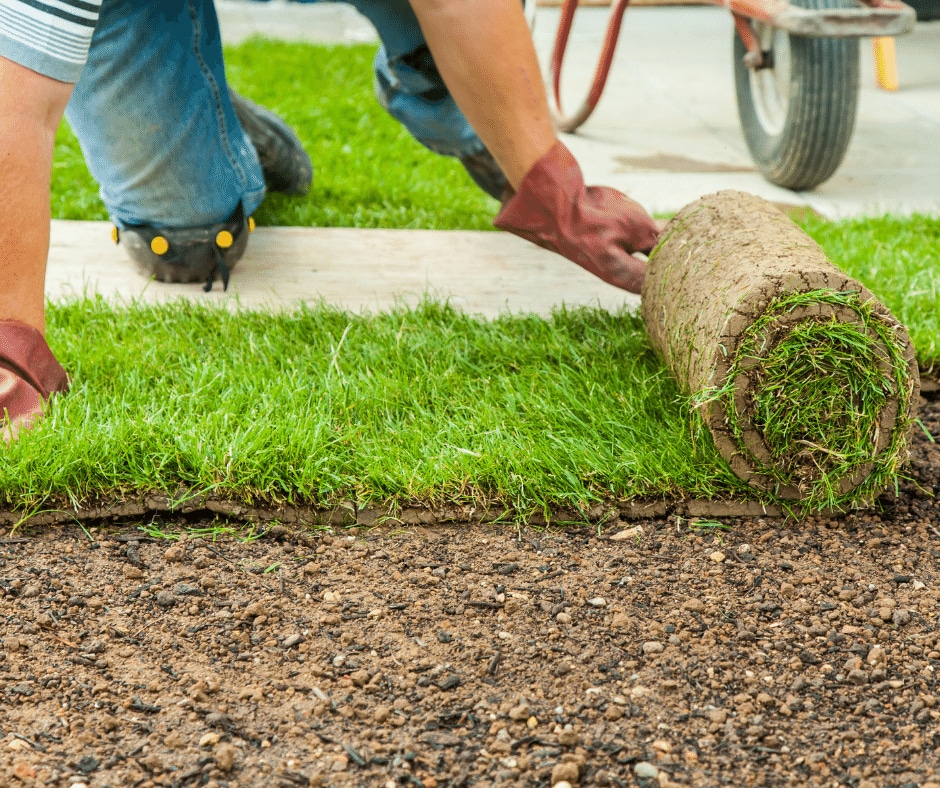 Types of Sod Grass We Install 2