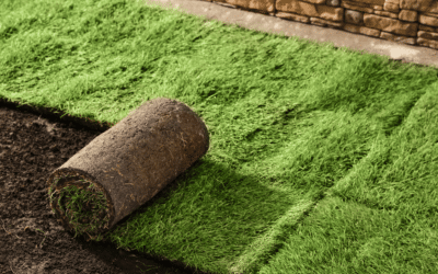 New Sod vs. Seeding: Which Option Is Right for Your Lawn?