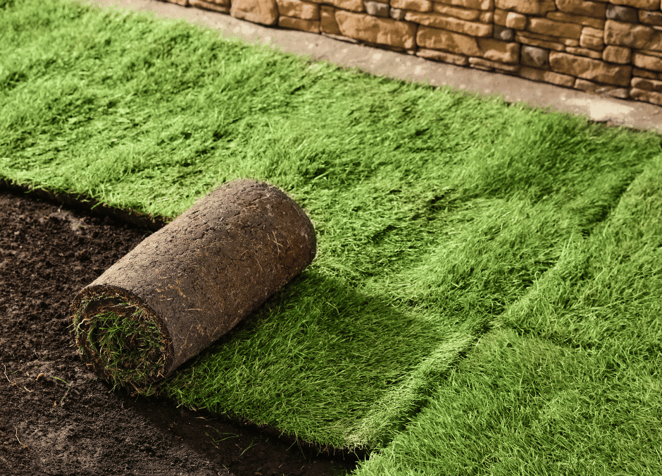 New Sod vs. Seeding: Which Option Is Right for Your Lawn?