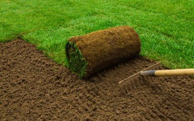 How to Care for Your New Sod: The First Weeks