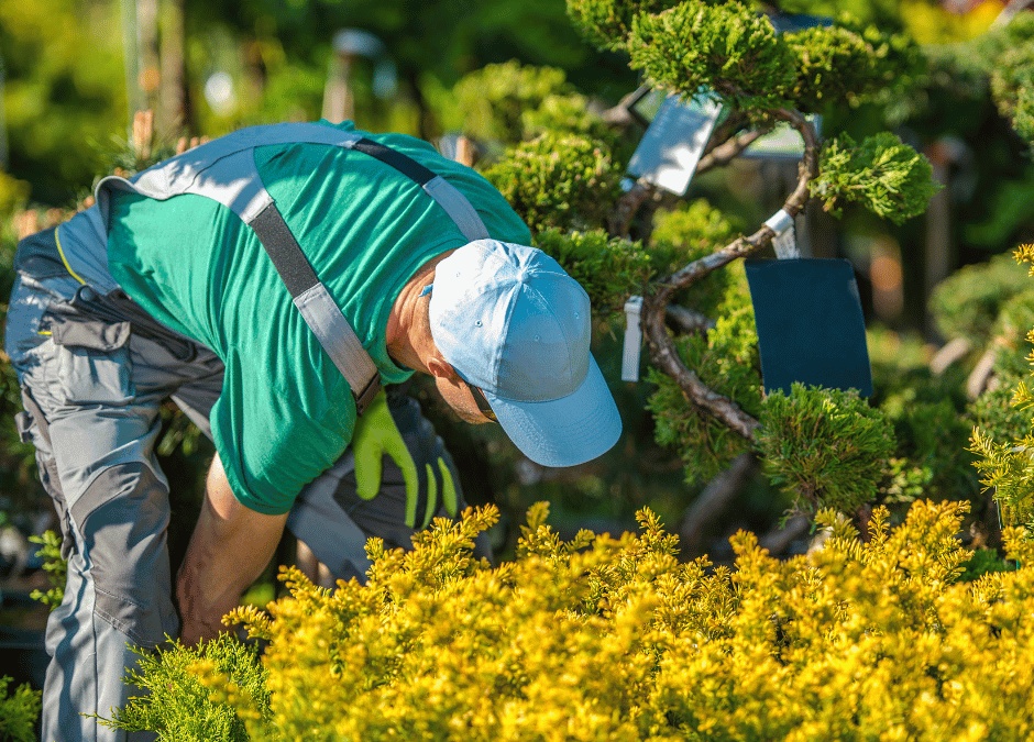 Discover essential tips for selecting the perfect plants for your landscape with Douglasville Landscape Design. Transform your outdoor space today!