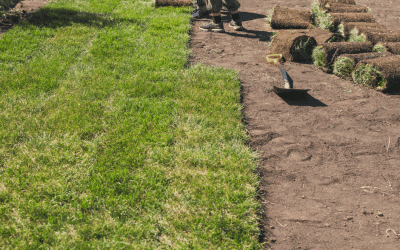 The Science of Sod: How It Grows and Establishes in Your Yard