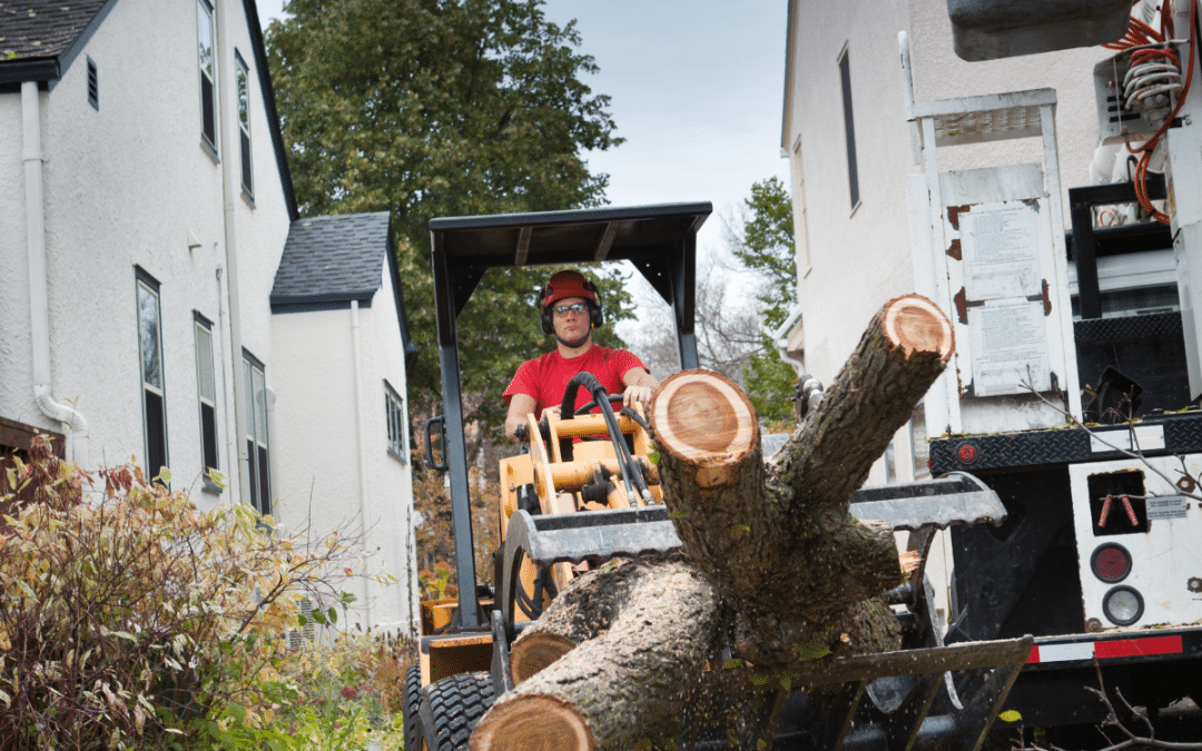 Expert Tree Removal Services in Douglasville: Safe, Efficient, and Professional Solutions | Douglasville Land Clearing and Grading