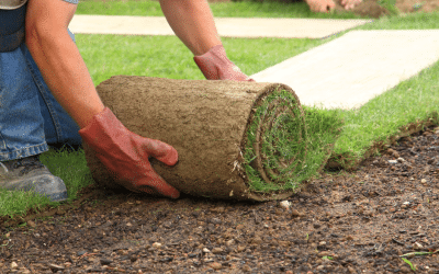 Seasonal Timing for Sod Installation: When to Lay New Sod