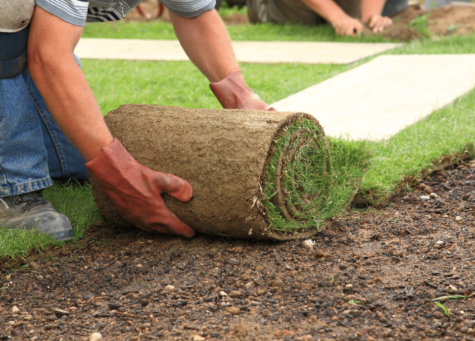 Seasonal Timing for Sod Installation: When to Lay New Sod | Douglasville Sod Installation