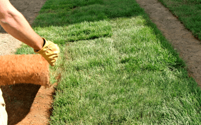 Sod Quality and Selection: Factors to Consider for Your Lawn